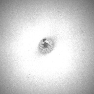 幅：0.9 (cm)×奥行：2.0 (cm)×高さ：0.9 (cm)／1 (g)，撮影・計測日：1997-02-12