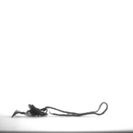 幅：6.6 (cm)×奥行：4.8 (cm)×高さ：0.8 (cm)／3 (g)，撮影・計測日：1997-04-04