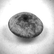 幅：5.7 (cm)×奥行：5.7 (cm)×高さ：1.8 (cm)／24 (g)，撮影・計測日：1997-05-06