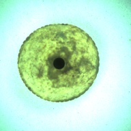 幅：5.7 (cm)×奥行：5.7 (cm)×高さ：1.8 (cm)／24 (g)，撮影・計測日：1997-05-06