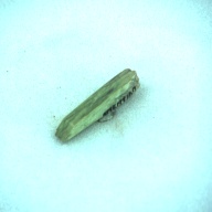 幅：0.6 (cm)×奥行：3.2 (cm)×高さ：0.6 (cm)／2 (g)，撮影・計測日：1997-05-21