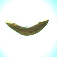 幅：15 (cm)×奥行：2.9 (cm)×高さ：1.1 (cm)／26 (g)，撮影・計測日：1997-06-25