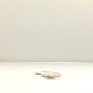 幅：12 (cm)×奥行：35 (cm)×高さ：1.6 (cm)／442 (g)，撮影・計測日：2000-12-19