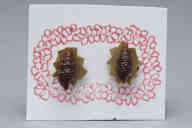 撮影・計測日：2011-07-28